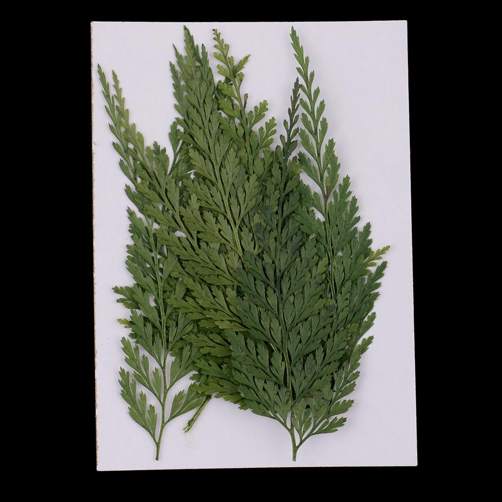 Art Craft Leaves - Natural Dried Flowers with Pressed Leaves
