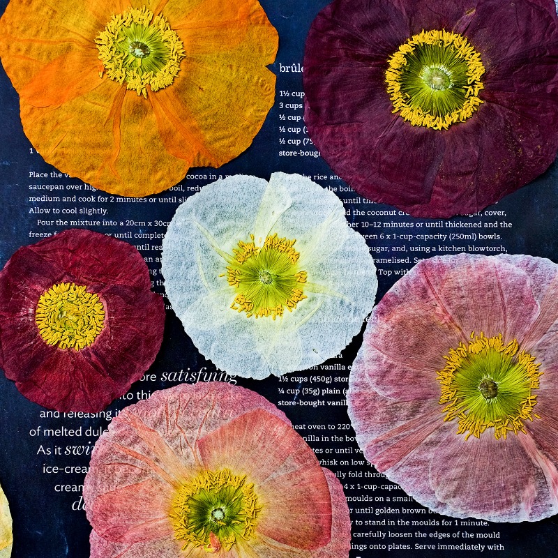 1pcs,Nature Field Poppy Presse - Art And Craft Photos review and price
