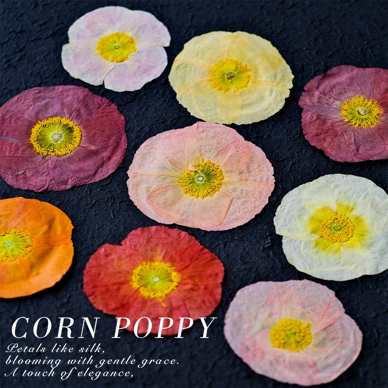 1pcs,Nature Field Poppy Presse - Art And Craft Photos review and price