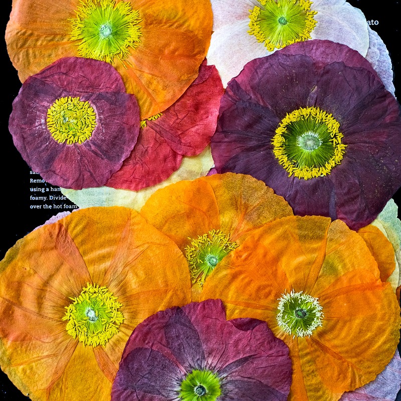 1pcs,Nature Field Poppy Presse - Art And Craft Photos review and price
