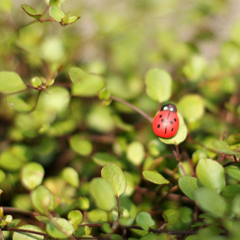 100pcs Self-adhesive Mini Refr - Art Craft Ladybug review and price