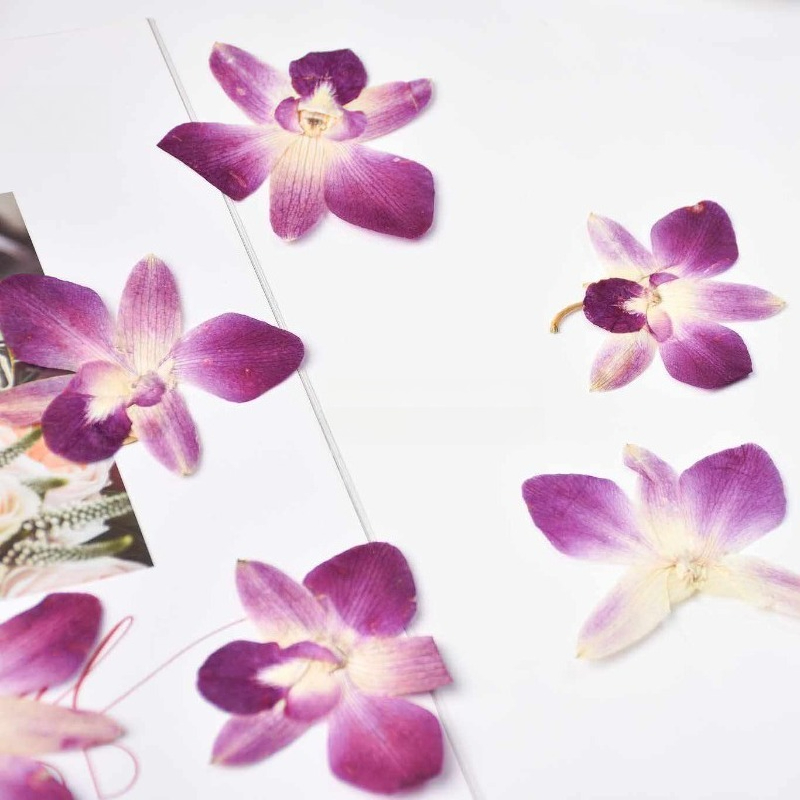 4pcs,Real Pressed Butterfly Or - Art And Craft Photos review and price