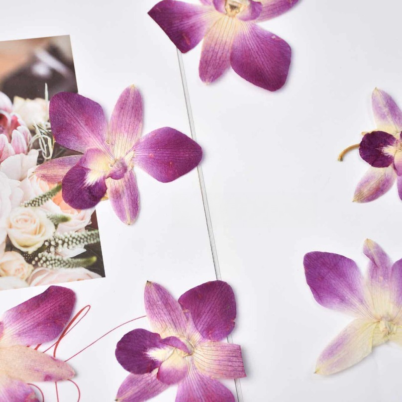 4pcs,Real Pressed Butterfly Or - Art And Craft Photos review and price