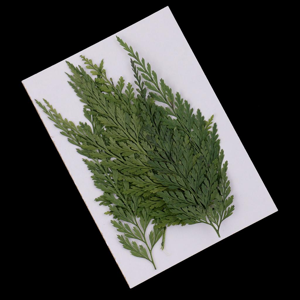 Natural Dried Flowers with Pre - Art Craft Leaves review and price