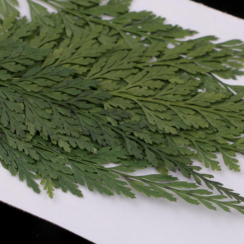 Natural Dried Flowers with Pre - Art Craft Leaves review and price