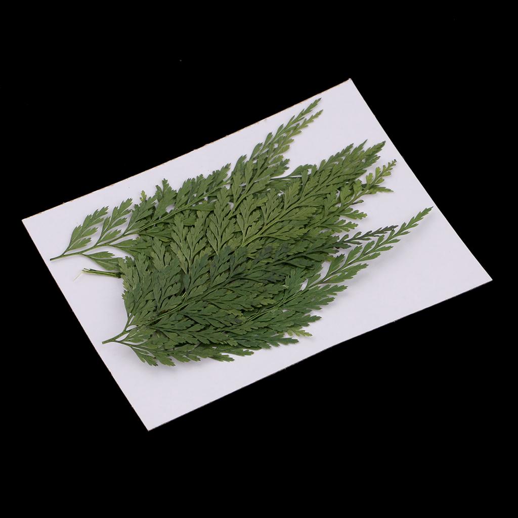 Natural Dried Flowers with Pre - Art Craft Leaves review and price